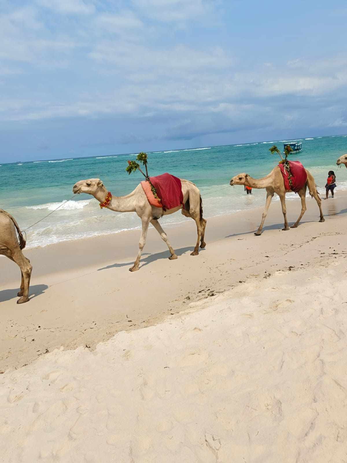 Camels on Diani beach at dusk