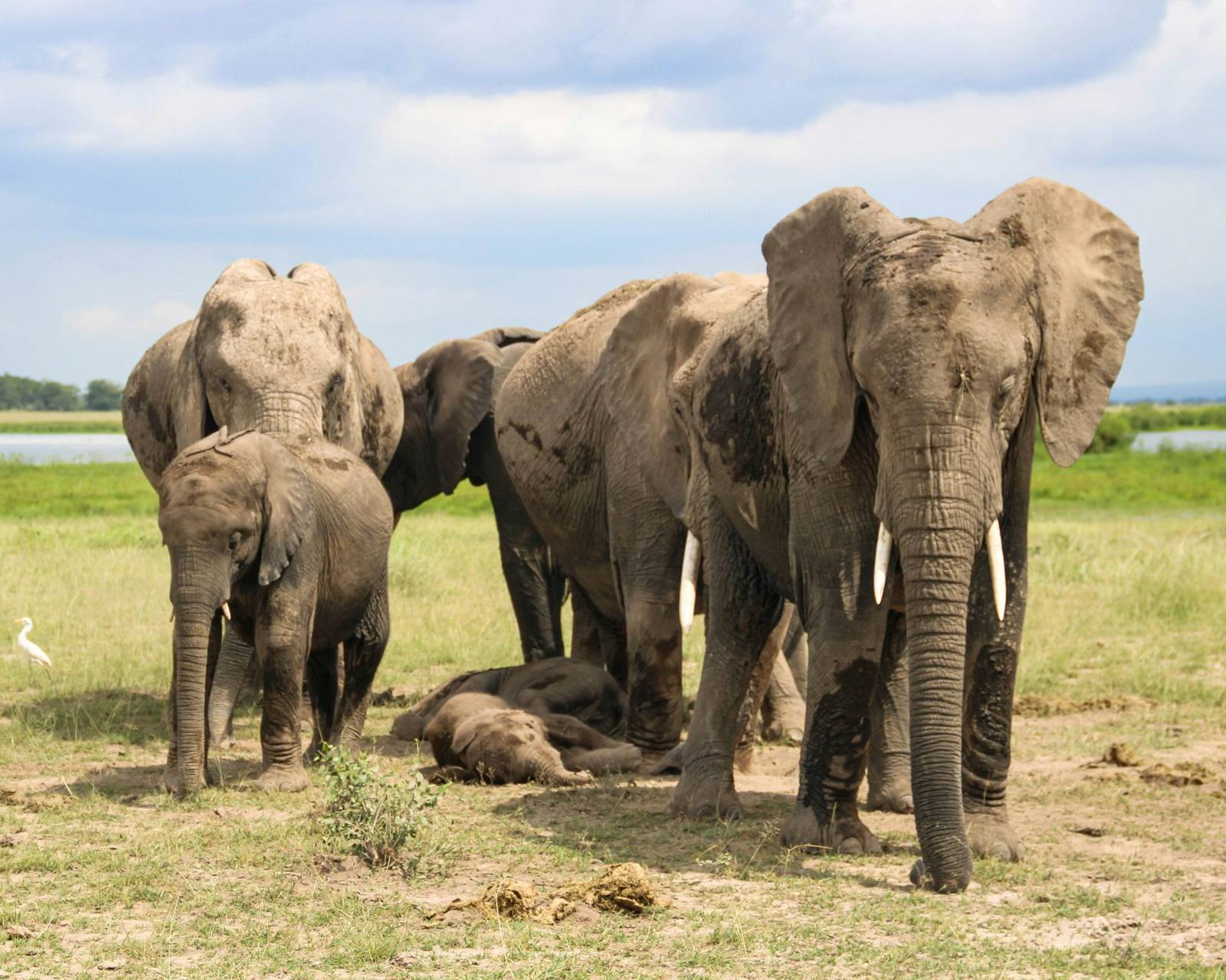Amboseli