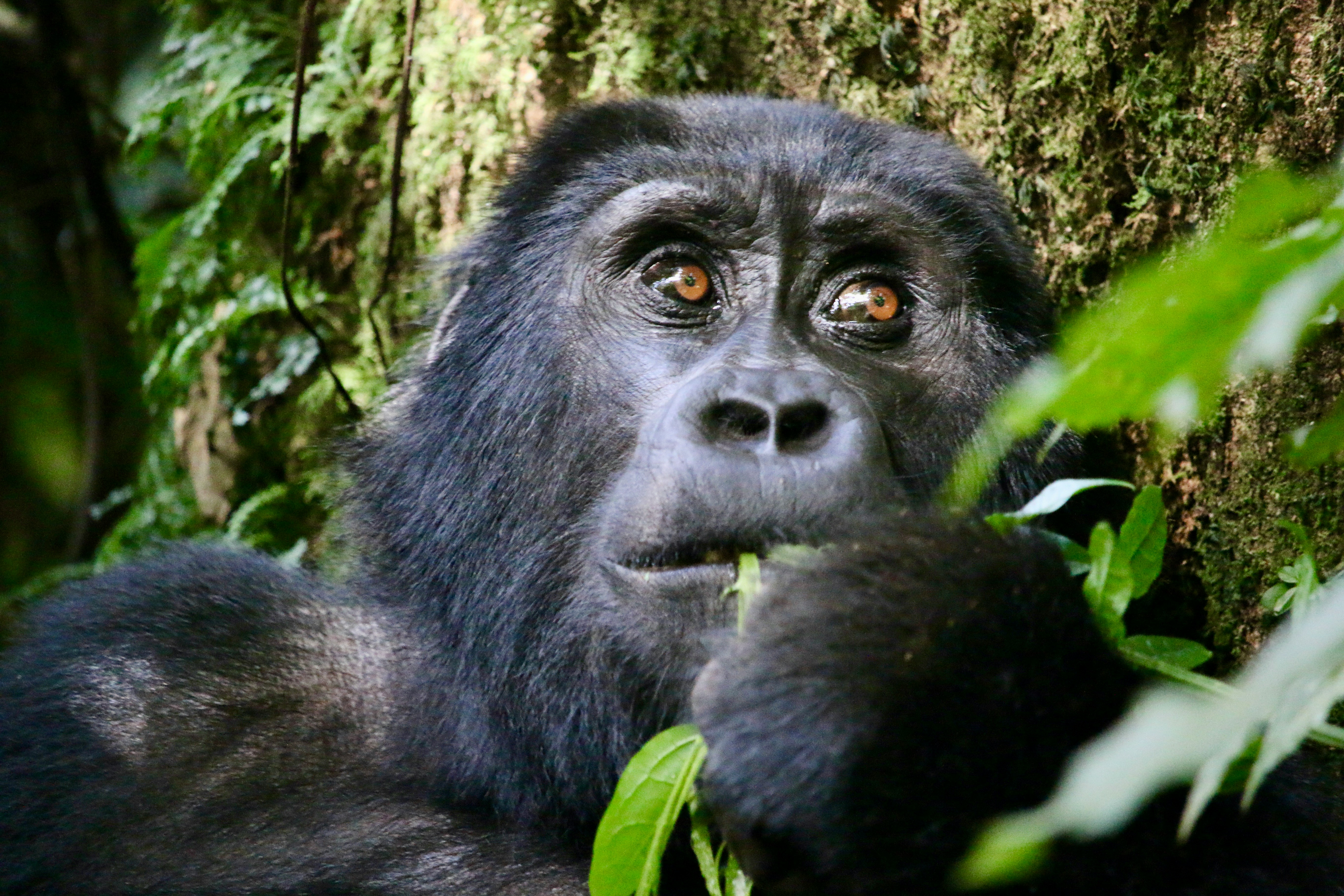 Uganda