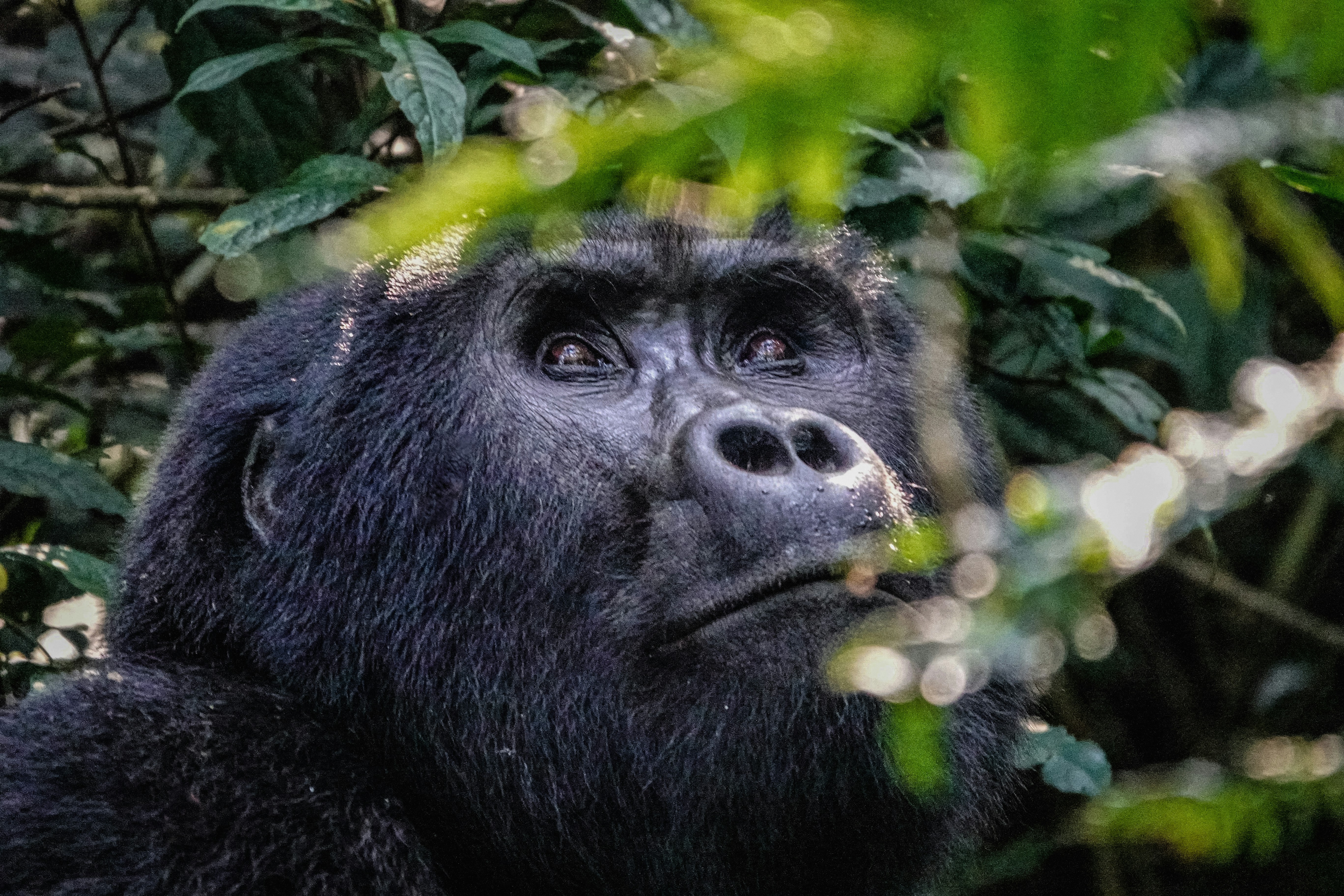 Rwanda