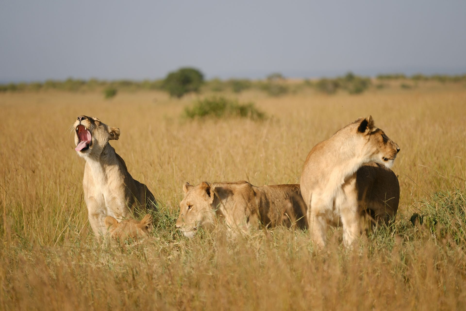 Kenya